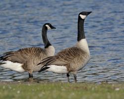 Branta canadensis-Kanadai lúd