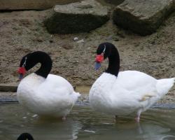 Cygnus melancoryphus- Feketenyakú hattyú