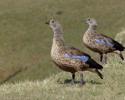 Cyanochen cyanopterus-Kékszárnyú lúd 