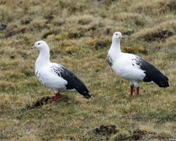 Chloephaga melanoptera-Andoki lúd 