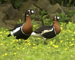 Branta ruficollis-Vörösnyakú lúd 