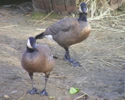 Branta canadensis minima-Kis kanadai lúd