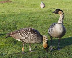 Branta sandvicensis-Hawaii lúd 