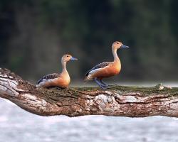 Dendrocygna javanica-Jávai fütyülőlúd