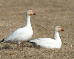 Anser caerulescens-Sarki lúd