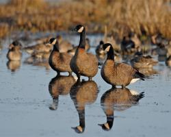 Branta canadensis occidentalis-Dusky Kanadai lúd 